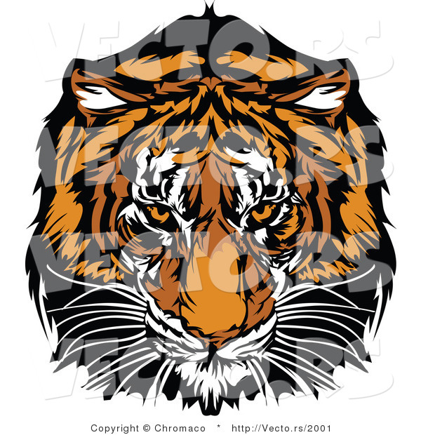 Vector of a Dominant Adult Tiger Mascot Staring with Intimidating Eyes