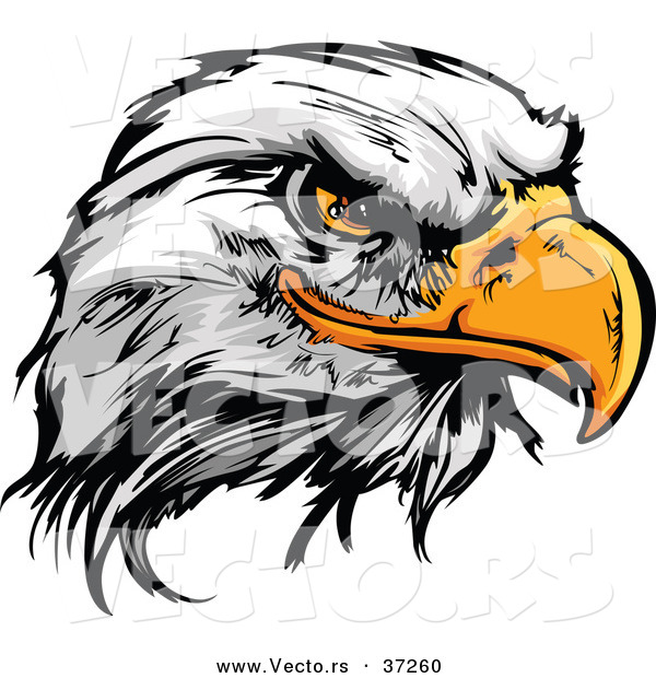 Vector of a Fearless Cartoon Styled Bald Eagle Mascot Head
