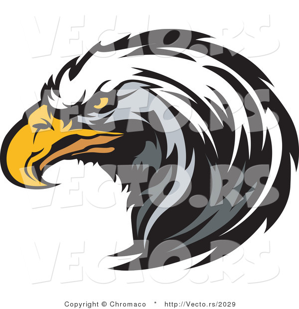 Vector of a Focused American Bald Eagle