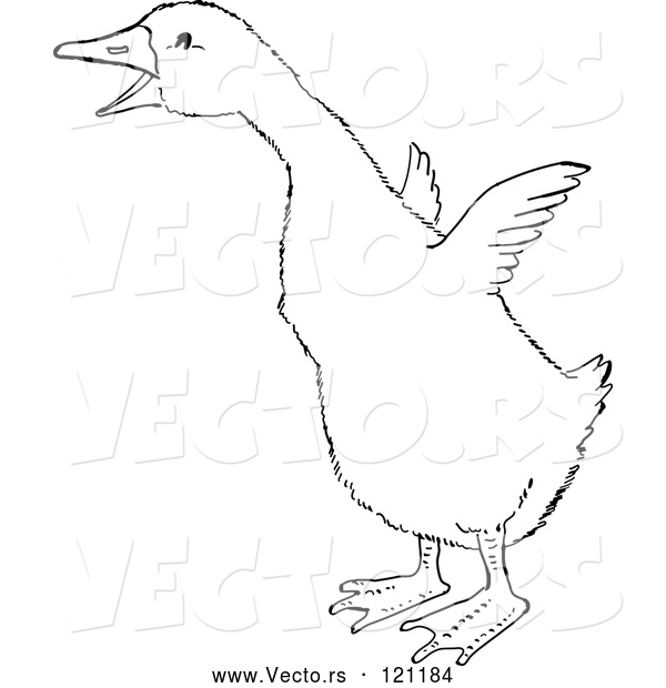 Vector of a Gosling Flapping Wings - Retro Black and White Style