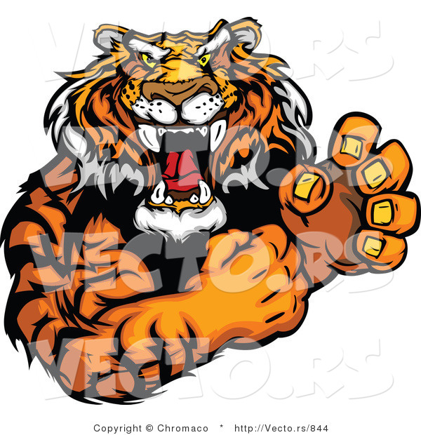 Vector of a Growling Adult Tiger Mascot Prepared to Fight to the Death