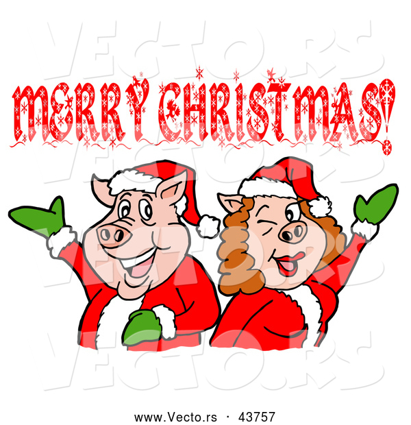 Vector of a Happy Cartoon Pig Couple Wearing Santa Outfits While Celebrating Merry Christmas