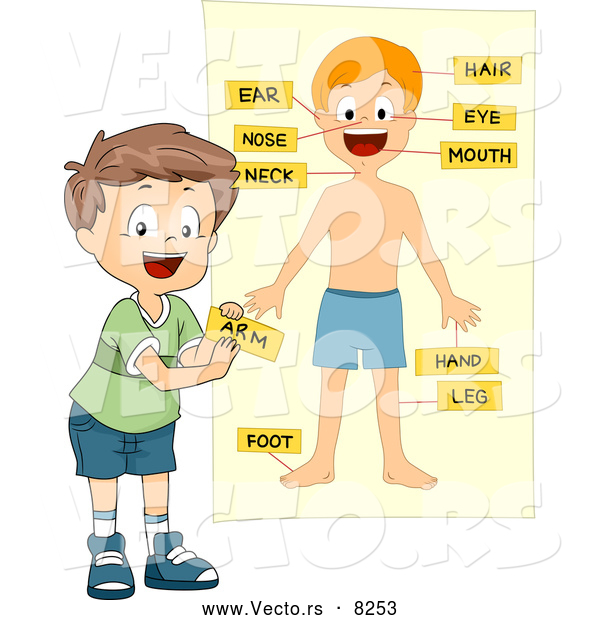 Vector of a Happy School Boy Tagging Human Body Parts on a Chart