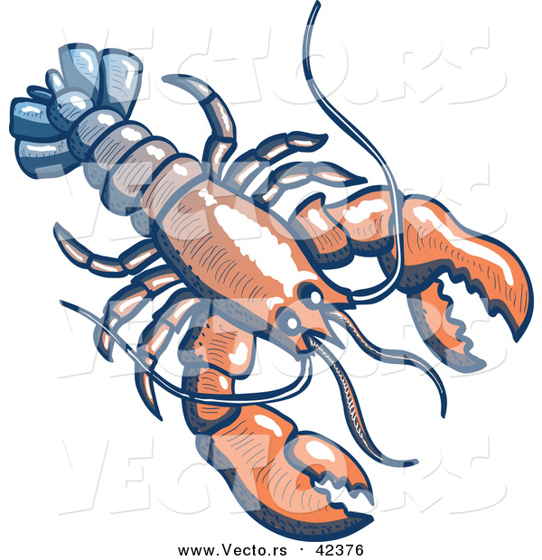 Vector of a Lobster: Faded Blue, White, and Red Color