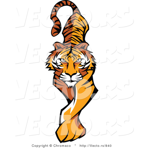Vector of a Prowling Tiger Walking Forward