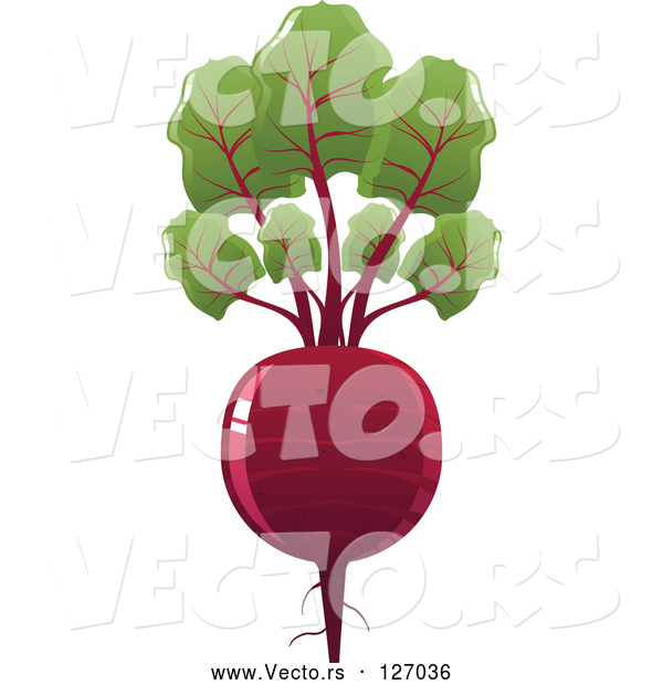 Vector of a Red Beet with Leaves