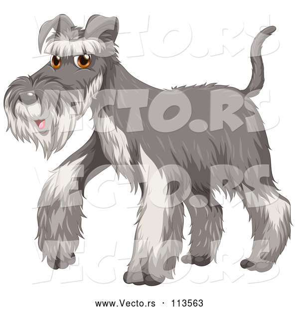 Vector of a Walking Cartoon Salt and Pepper Gray Schnauzer Dog
