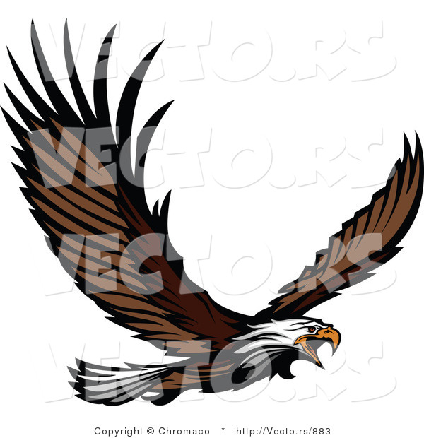 Vector of an Adult Bald Eagle Screeching While Flying