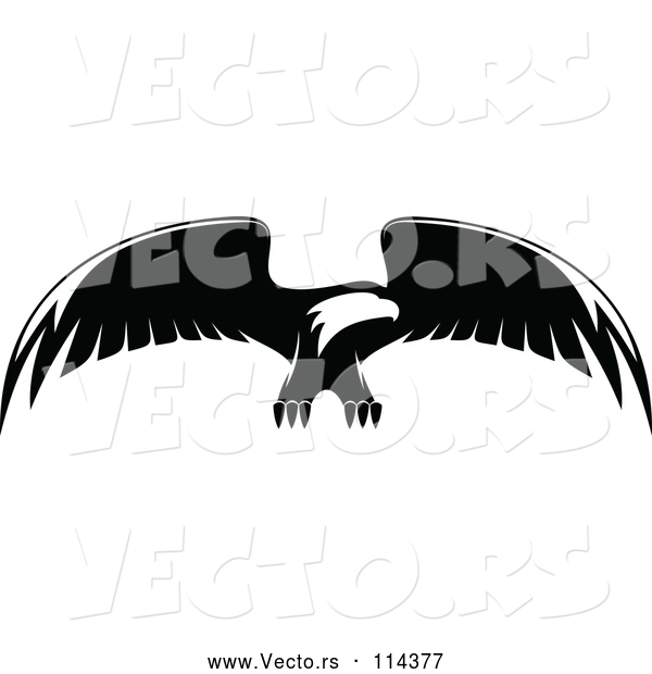 Vector of Bald Eagle Flying - Black and White