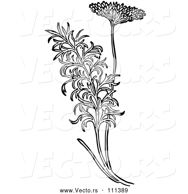 Vector of Black and White Herbal Fennel Plant