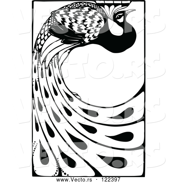 Vector of Black and White Peacock with Long Feathers
