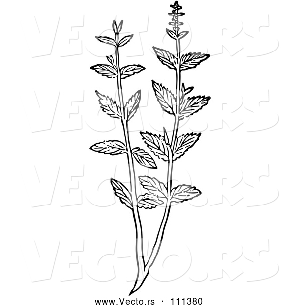 Vector of Black and White Woodcut Herbal Mint Plant