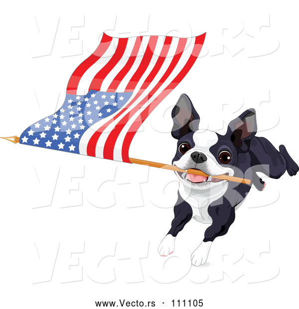 Vector of Boston Terrier or French Bulldog Running with an American Flag