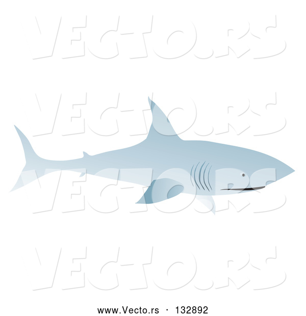 Vector of Bull Shark Swimming