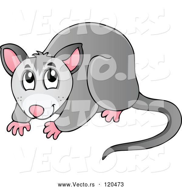 Vector of Cartoon Australian Possum