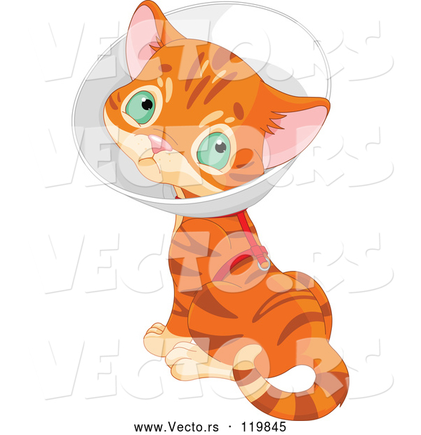 Vector of Cartoon Ginger Kitten Wearing a Cone Elizabethan Collar