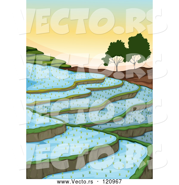 Vector of Cartoon Rice Paddy Terraces