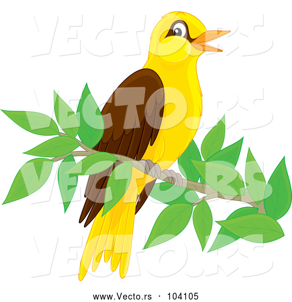 Vector of Cute Oriole Bird Perched on a Branch