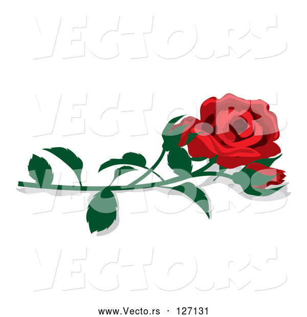 Vector of Fully Bloomed Single Red Rose and Bud with a Stem