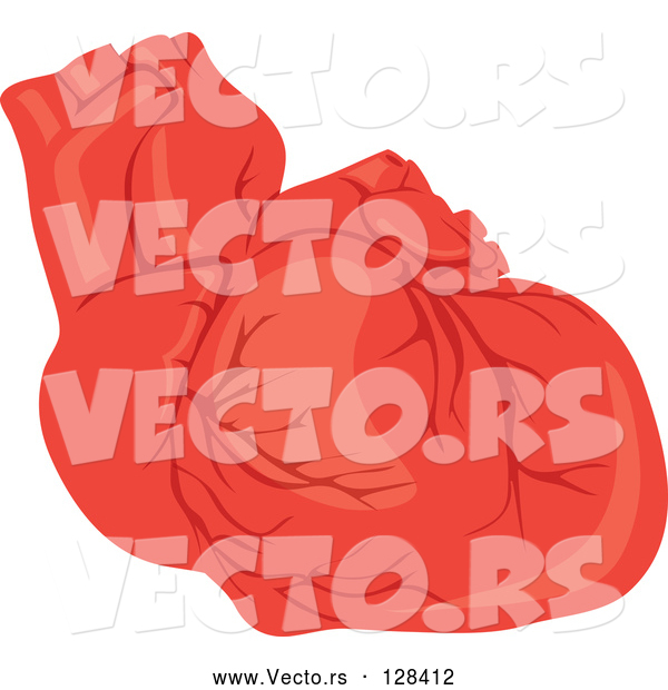 Vector of Human Heart with Veins
