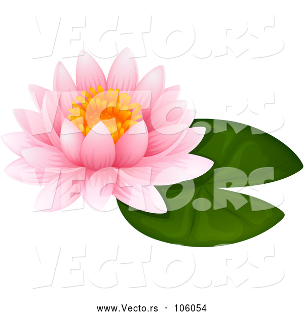 Vector of Pink Water Lily Lotus over a Green Pad
