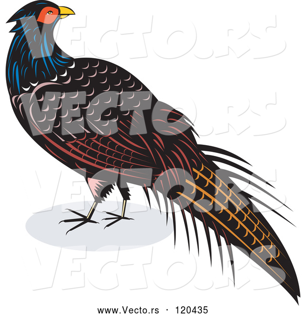 Vector of Retro Pheasant Bird