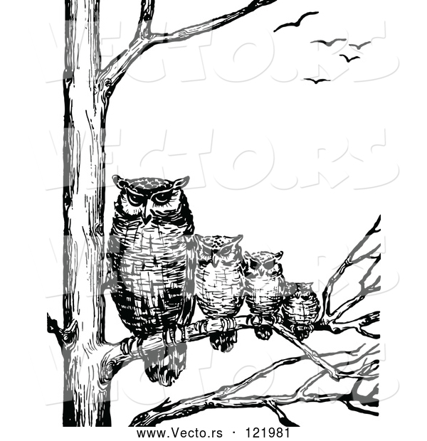 Vector of Retro Vintage Black and White Family of Owls in a Tree