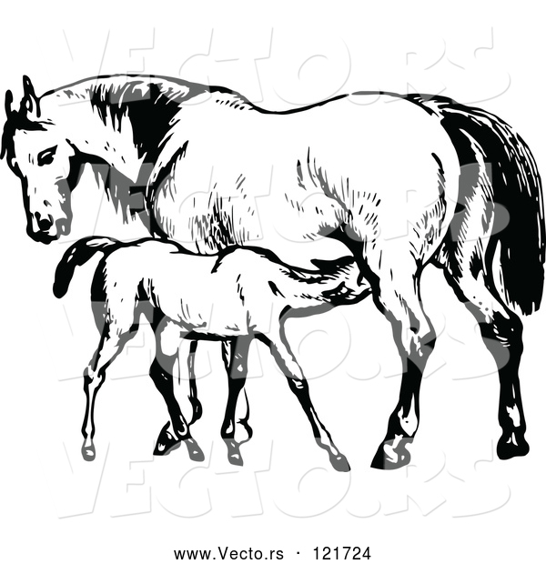 Vector of Retro Vintage Black and White Mare Horse and Colt