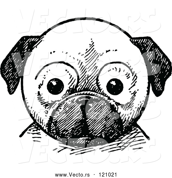 Vector of Retro Vintage Black and White Pug Dog Face