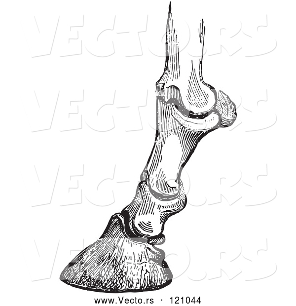 Vector of Retro Vintage Engraving of Horse Bones and Articulations of the Foot Hoof in Black and White 1