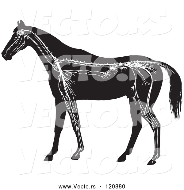 Vector of Retro Vintage Horse Anatomy of the Nervous System in Black and White