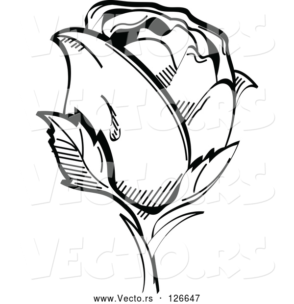 Vector of Single Black and White Rose