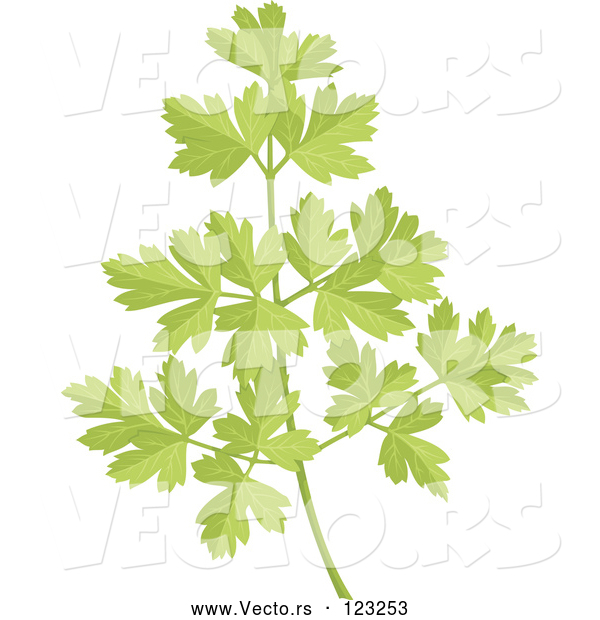 Vector of Sprig of Fresh Green Parsley