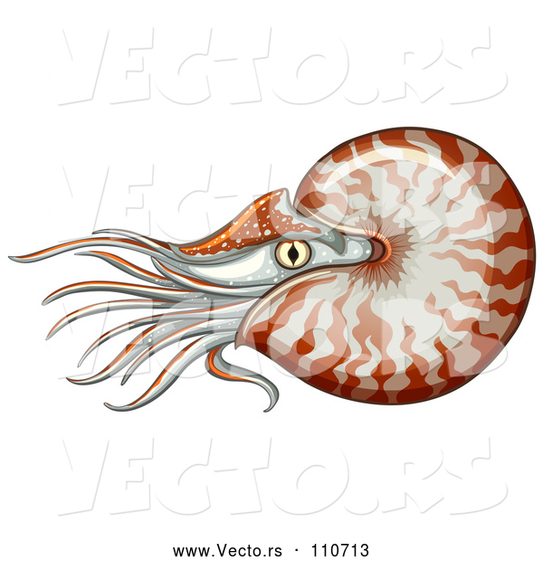 Vector of Swimming Nautilus