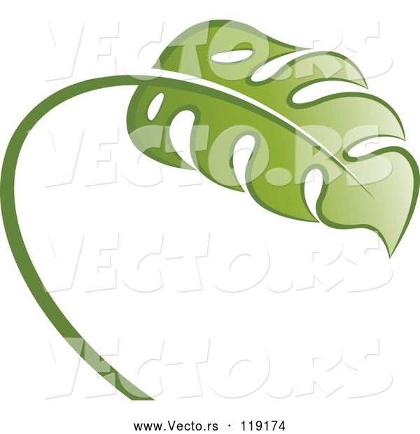 Vector of Swiss Cheese Plant
