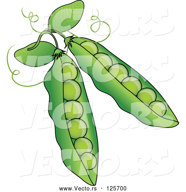 Vector of Two Green Pea Pods
