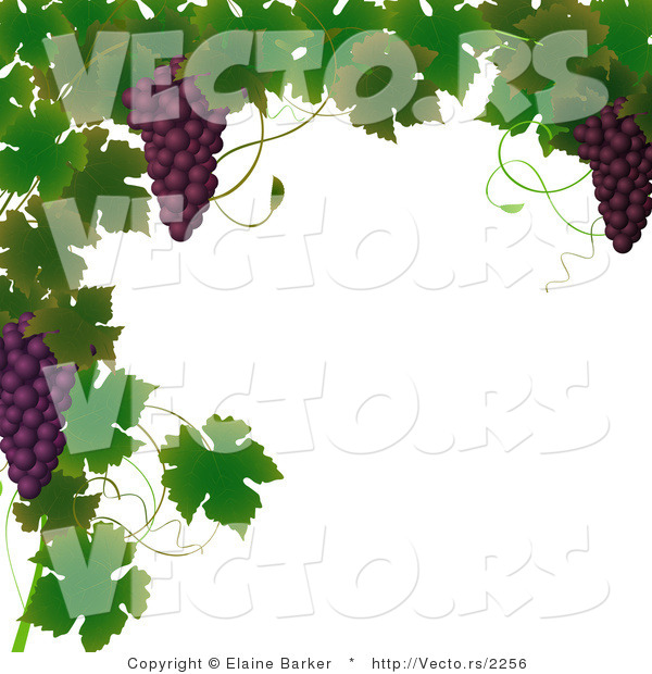 Vector of Vines and Purple Grapes Border Design
