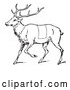 Vector of a Deer with Butcher Sections of Venison Cuts - Black Lineart by Picsburg