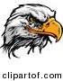 Vector of a Fearless Cartoon Styled Bald Eagle Mascot Head by Chromaco
