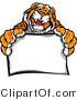 Vector of a Happy Tiger Mascot Holding a Blank Sign by Chromaco