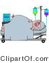 Vector of a Sick Pig Laying in a Hospital Bed by Djart