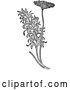 Vector of Black and White Herbal Fennel Plant by Picsburg