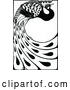 Vector of Black and White Peacock with Long Feathers by Prawny Vintage