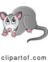Vector of Cartoon Australian Possum by Visekart