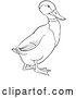 Vector of Cartoon Outlined Drake Mallard Duck by Picsburg