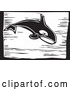 Vector of Killer Whale (Orcinus Orca) - Black Woodcut Lineart Theme by Xunantunich