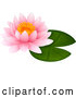 Vector of Pink Water Lily Lotus over a Green Pad by