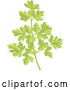 Vector of Sprig of Fresh Green Parsley by Any Vector